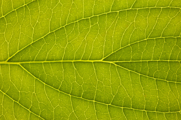 Close-up of dogwood leaf Cornus nuttallii showing vein structure. Scotland. August 2006.